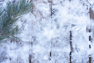 Close-up of snow covered plants against trees