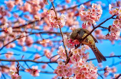 Low angle view of cherry blossoms on tree