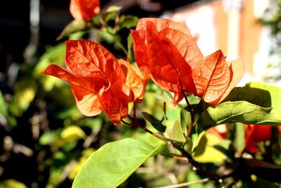 Close-up of red leaves on plant