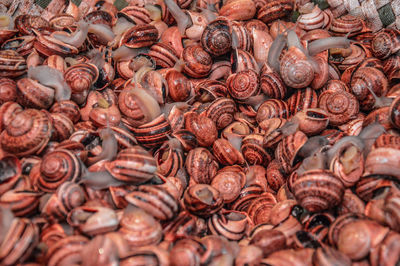 Full frame shot of snails