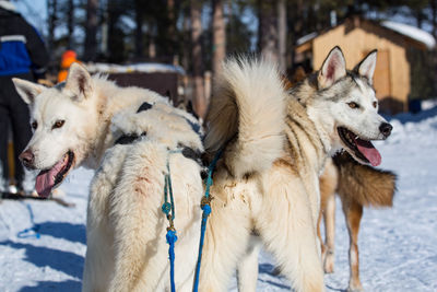 View of two dogs on snow