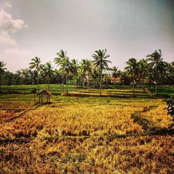 Scenic view of grassy field against sky