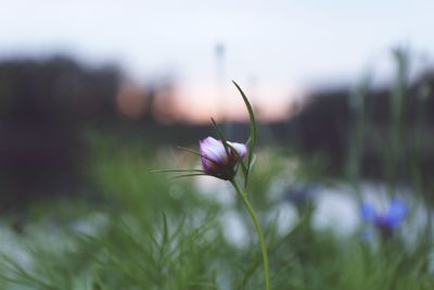 Close-up of flower against sky