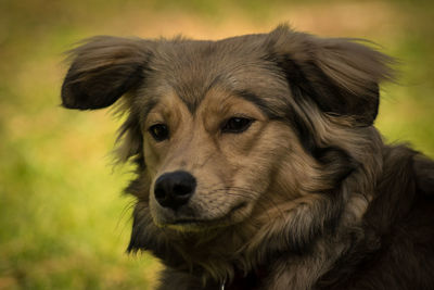 Close-up portrait of dog