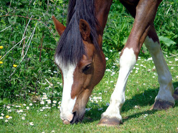 Close-up of horse grazing on field