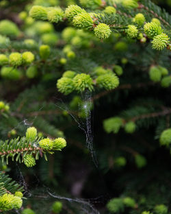 Close-up of spider web on plant