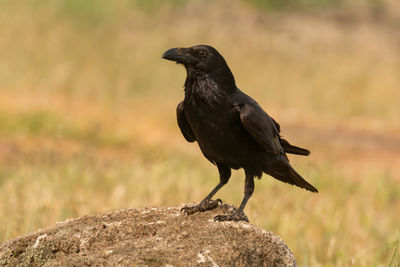 Close-up of bird perching on rock