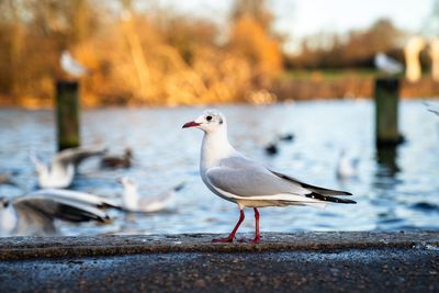 Seagull perching on a lake