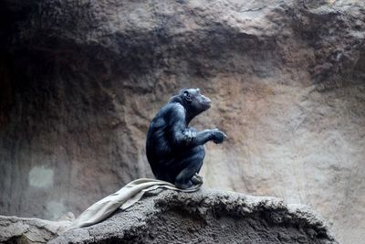 Close-up of black sitting on rock