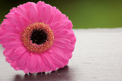 Close-up of pink daisy flower