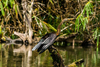 Bird perching on a lake