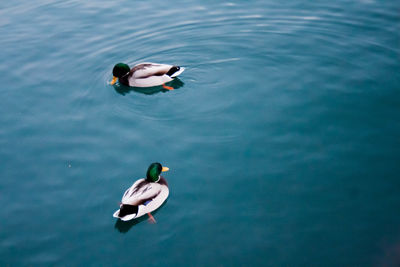 High angle view of swan swimming on lake