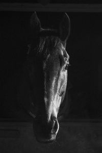 Close-up portrait of a horse in stable