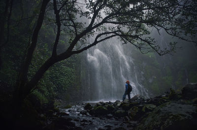 Man standing by tree in forest