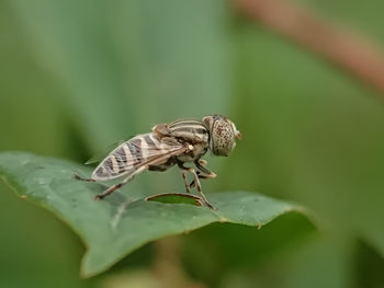 Close-up of insect on leaf