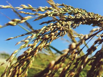 Close-up of plant against blurred background