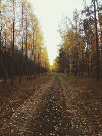 Footpath amidst trees during autumn