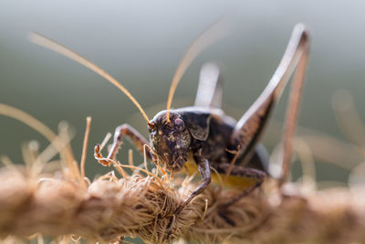 Close-up of insect on plant