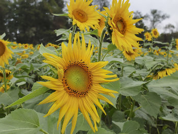 Close-up of yellow flowering plant