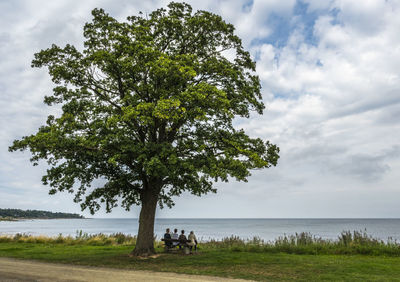 Tree at melsted harbour, bornholm, denmark