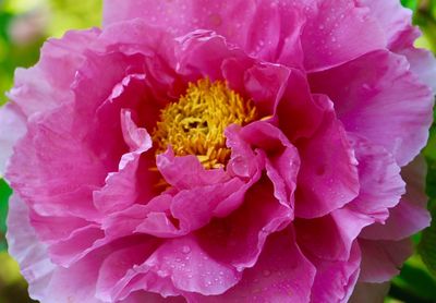 Close-up of pink flower