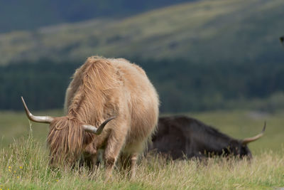 Sheep grazing in a field