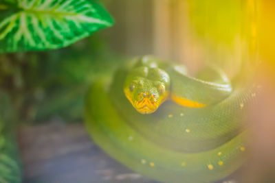 Close-up of green leaf