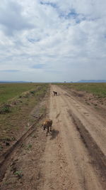 View of horse on road against sky