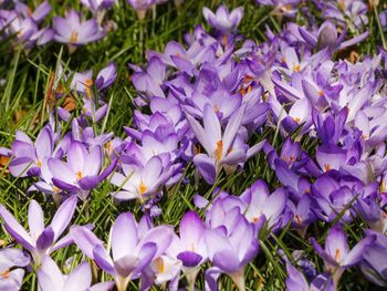 Close-up of purple crocus flowers