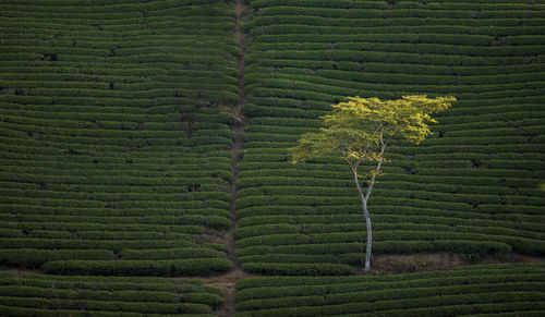 Day and night landscape of vietnam landscape