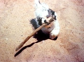 High angle view of dog on sand at beach