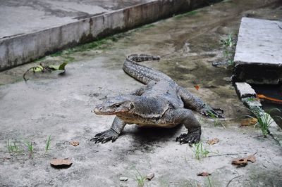 High angle view of crocodile on shore