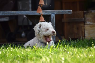 Dog yawning on grass