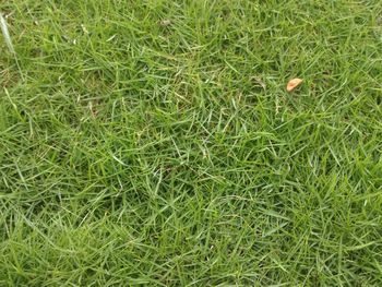 Full frame shot of grass on field