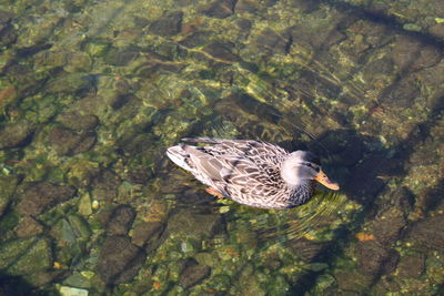 High angle view of bird in lake