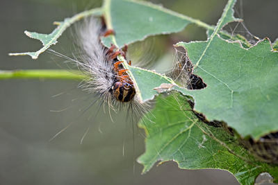 Close-up of butterfly on plant