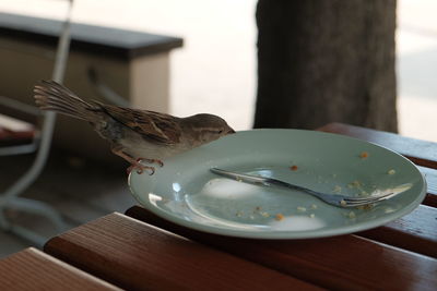 Close-up of seagull perching on table