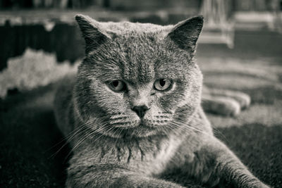 Close-up portrait of a cat looking away