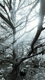 Bare trees against sky