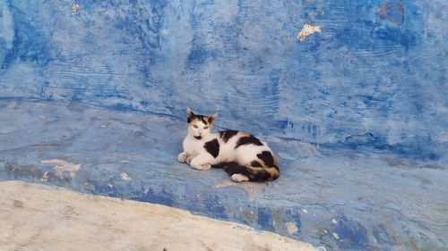 High angle view of a cat on street