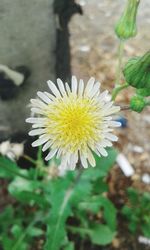 Close-up of white daisy flowers