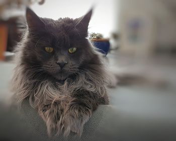 Close-up portrait of a cat