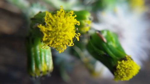 Close-up of insect on yellow flower