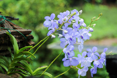 Close-up of purple flowering plant