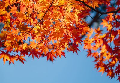 Low angle view of maple tree against sky