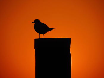 Seagull perching on orange sunset