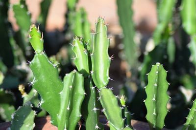 Close-up of succulent plant