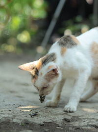 Close-up of a cat