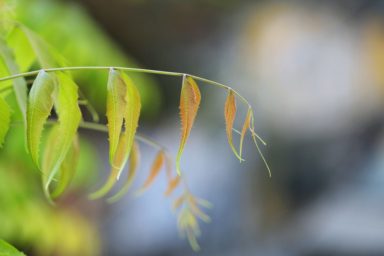 Neem tree