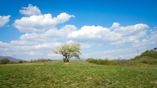 Trees on field against sky